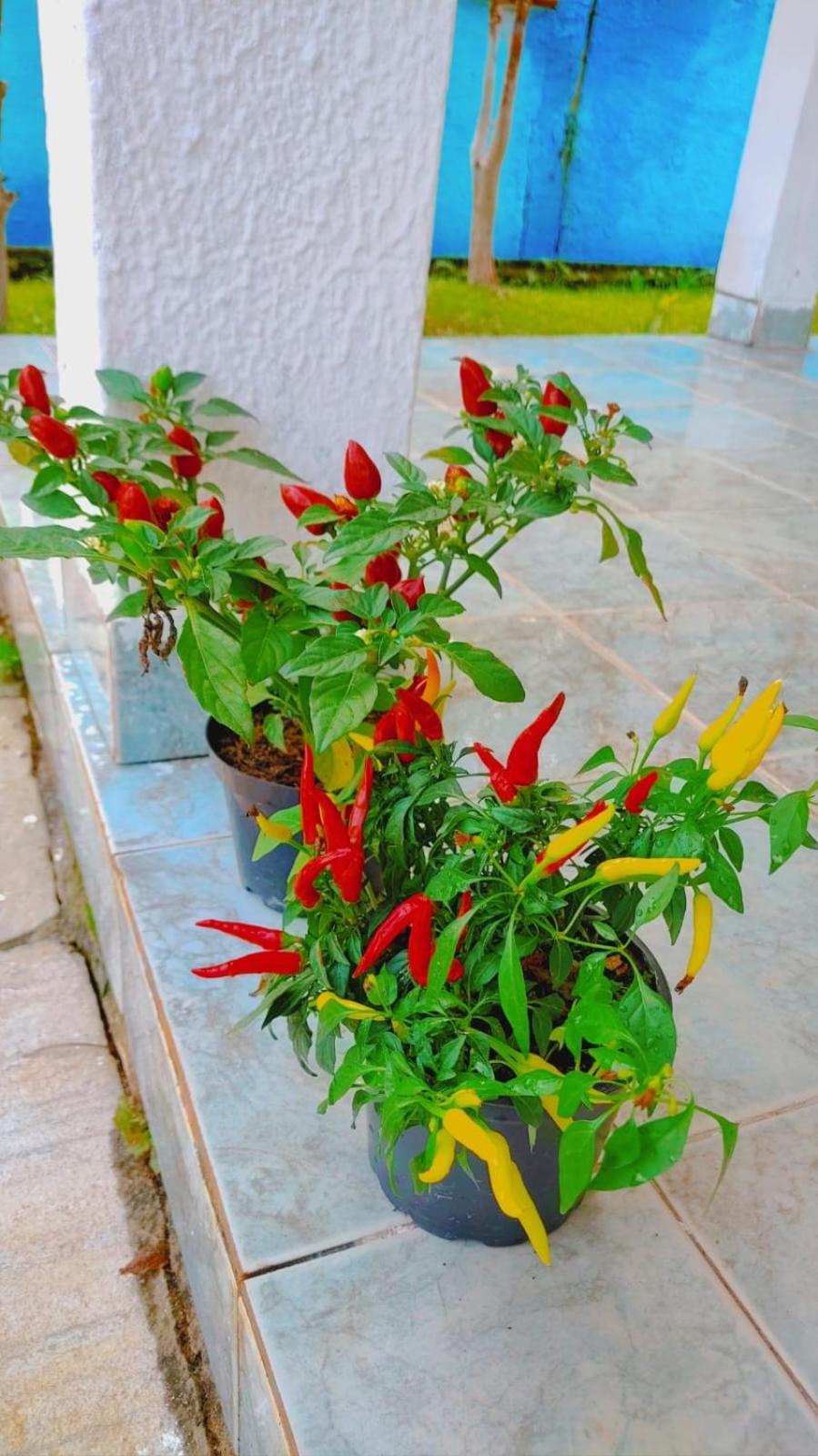 Renovo Beija-Flor Hostel E Espaco Terapeutico Бертиога Экстерьер фото